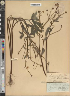 Ranunculus repens L. var. dniestrensis Zapał.
