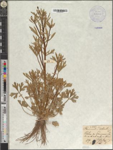 Ranunculus sceleratus L. var. maior Zapał. fo. sectus Zapał.