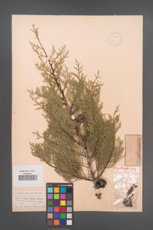 Cupressus arizonica [KOR 13559]