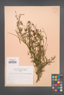 Cyprinia gracilis [KOR 23054]