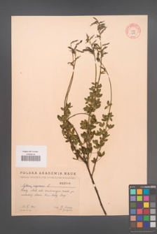Cytisus nigricans [KOR 2548]