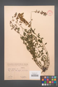 Cytisus nigricans [KOR 2551]