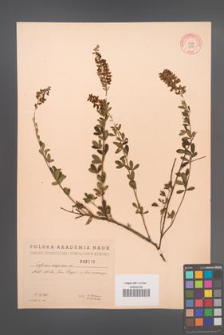Cytisus nigricans [KOR 2530]