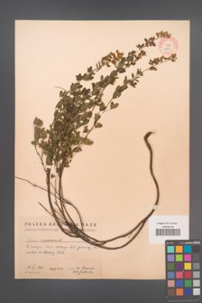 Cytisus nigricans [KOR 2539]