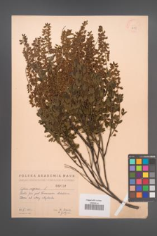 Cytisus nigricans [KOR 2537]