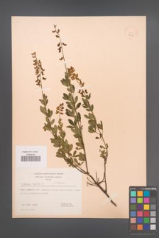Cytisus nigricans [KOR 3224]