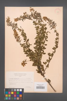 Cytisus nigricans [KOR 3229]