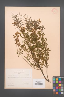 Cytisus nigricans [KOR 3227]