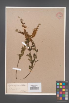 Cytisus nigricans [KOR 55532]