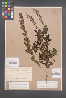 Cytisus ratisbonensis [KOR 55536]