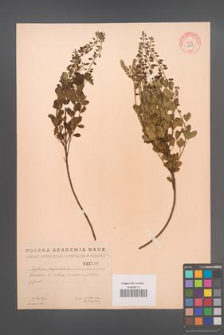 Cytisus nigricans [KOR 2549]