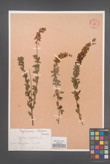 Cytisus nigricans [KOR 55537]