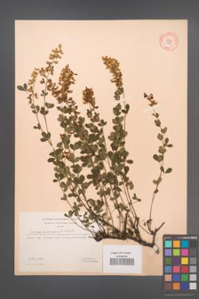Cytisus nigricans [KOR 3209]