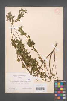 Cytisus nigricans [KOR 4899]