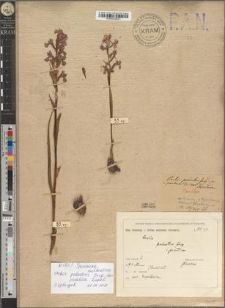 Orchis palustris Jacq. var. pocutica Zapał.