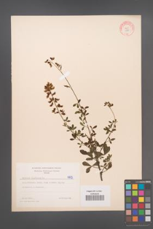 Cytisus nigricans [KOR 4713]