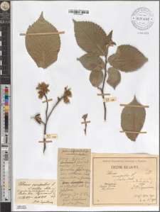 Ulmus montana With. var. subellipticifolia Zapał.
