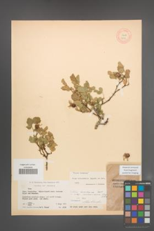 Rosa orientalis [KOR 18154]