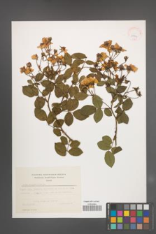 Rosa sempervirens [KOR 39799]