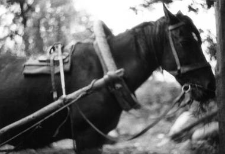 Harness
