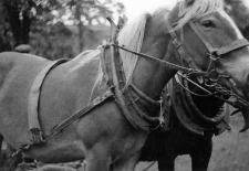 Harness