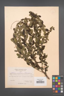Cytisus villosus [KOR 21759]