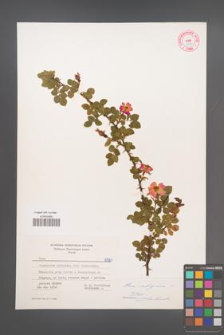 Rosa rubiginosa [KOR 6587]