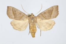 Mesogona oxalina