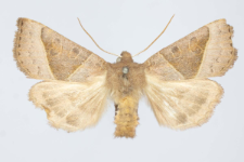 Mesogona oxalina