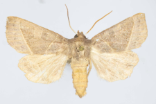 Mesogona oxalina