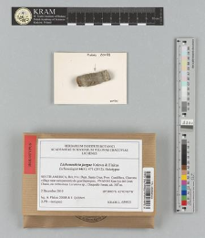 Lichenosticta jurgae Kukwa & Flakus