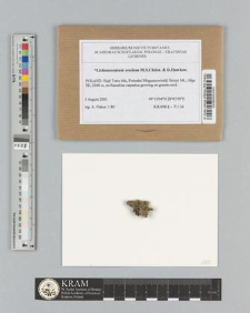 Lichenoconium erodens M.S.Christ. & D.Hawksw.