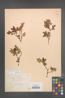 Rosa spinosissima [KOR 18256]