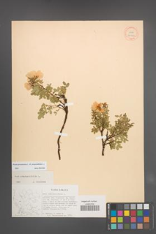 Rosa spinosissima [KOR 26922]