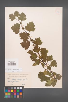 Crataegus ×macrocarpa [KOR 55859]