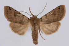 Agrochola litura
