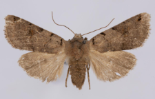 Agrochola litura