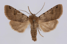 Agrochola litura