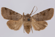 Agrochola litura