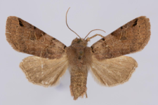 Agrochola litura