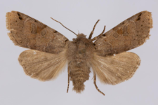 Agrochola litura