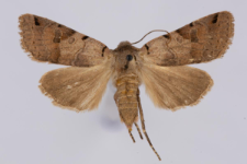 Agrochola litura