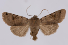 Agrochola litura