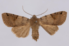Agrochola litura