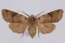 Agrochola litura