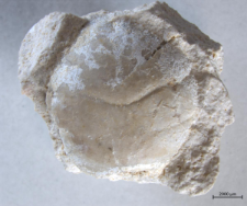 Eodromites bernchrisdomiorum
