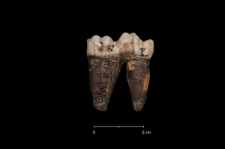 Ursus spelaeus