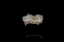 Ursus spelaeus