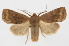 Conistra ligula
