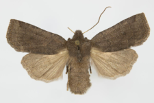 Conistra ligula